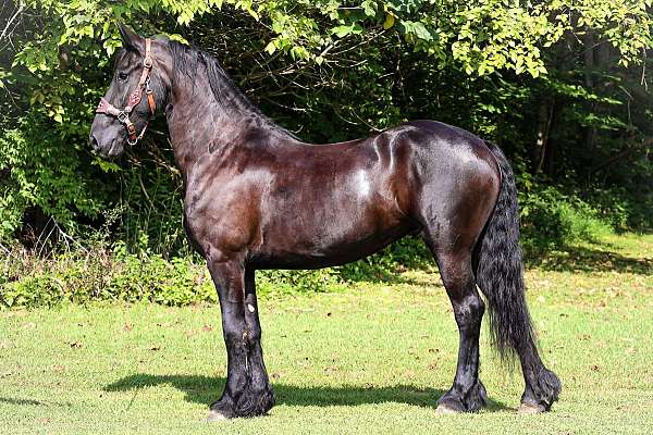 draft-friesian-horse