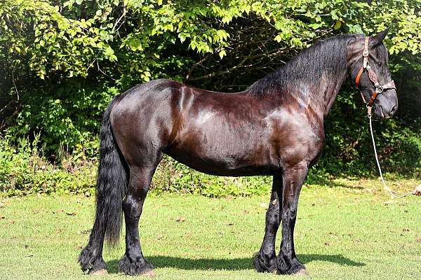 friesian-horse