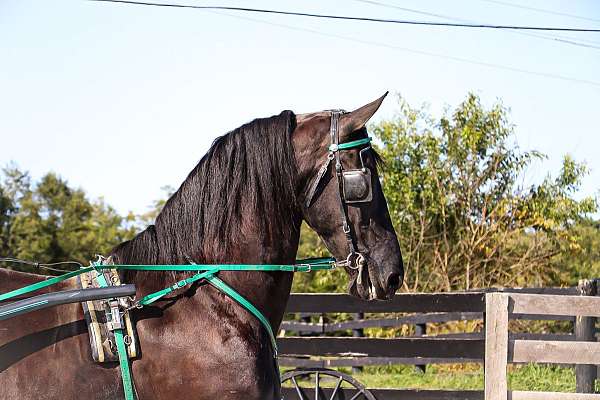 beginner-safe-friesian-horse