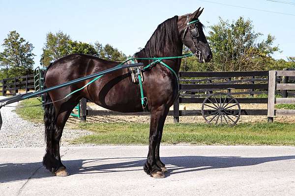 family-horse-friesian