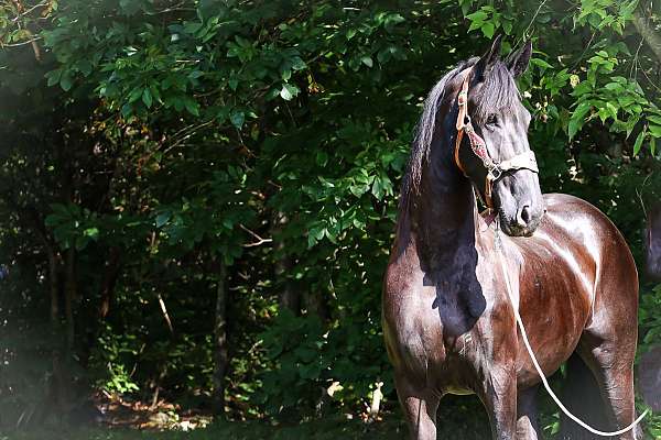 ranch-work-friesian-horse