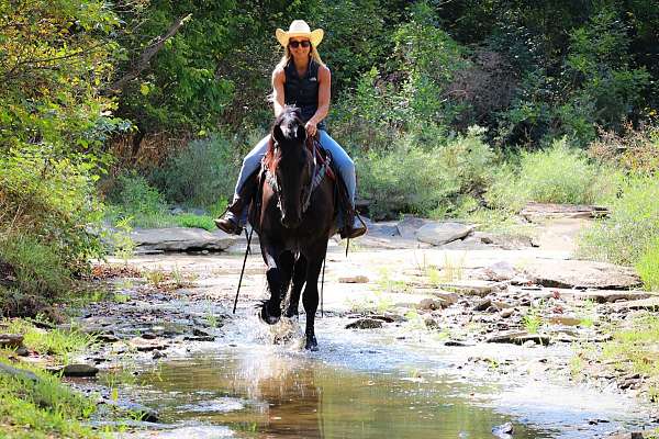 driving-friesian-horse