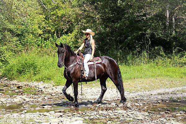 harness-friesian-horse