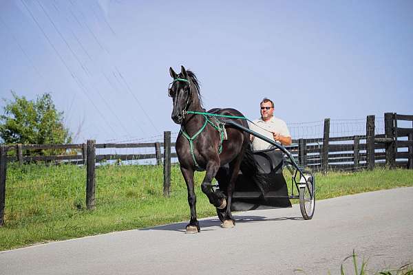 trail-friesian-horse