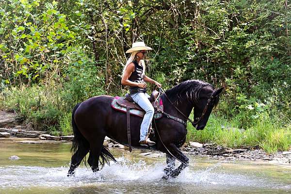 all-around-friesian-horse