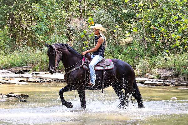 athletic-friesian-horse