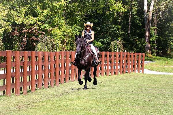 beginner-friesian-horse