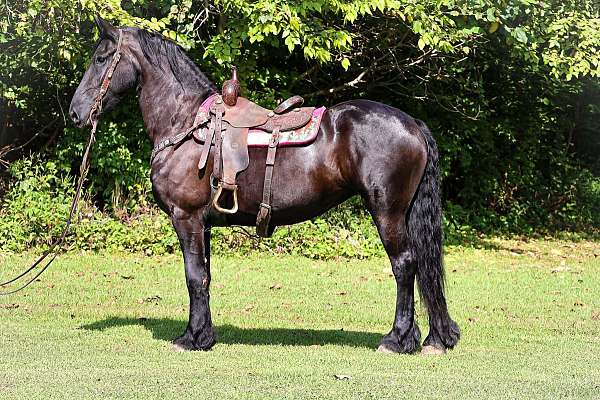 husband-safe-friesian-horse