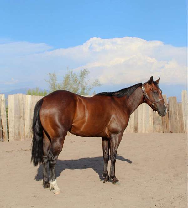 ranch-work-quarter-horse