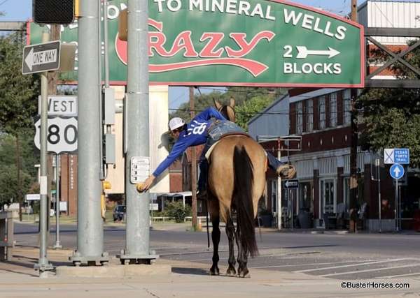 beginner-safe-quarter-horse