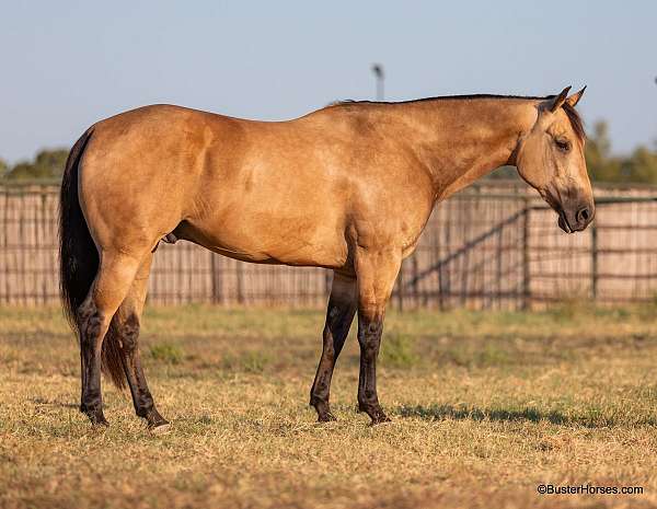 buckskin-none-horse