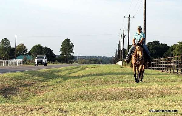 trail-quarter-horse