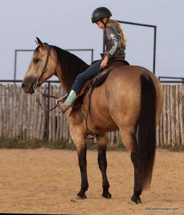 beginner-quarter-horse