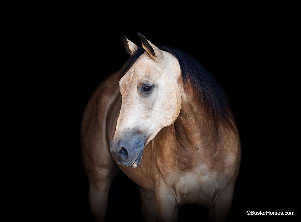 experienced-quarter-horse