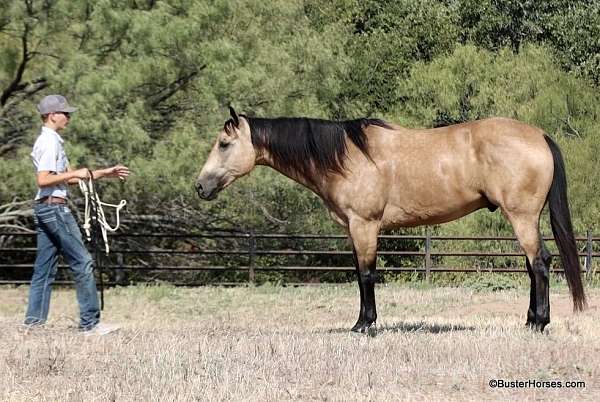 ranch-quarter-horse