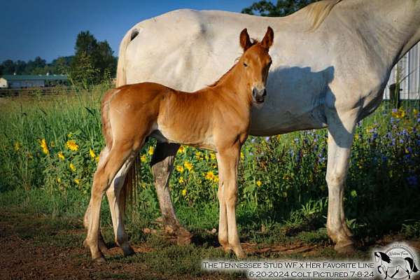 field-trial-colt-mare