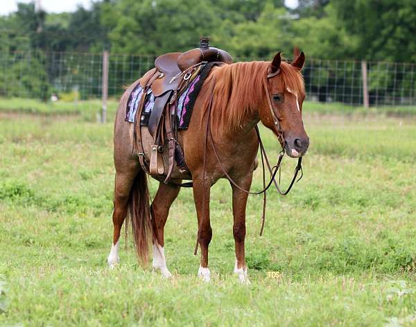 quarter-horse