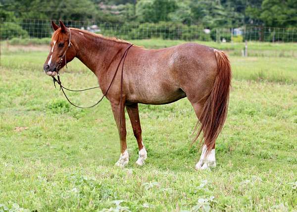 beginner-safe-quarter-horse