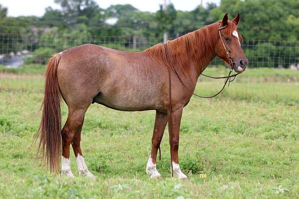 ranch-work-quarter-horse