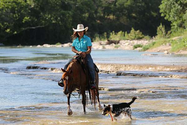 trail-quarter-horse