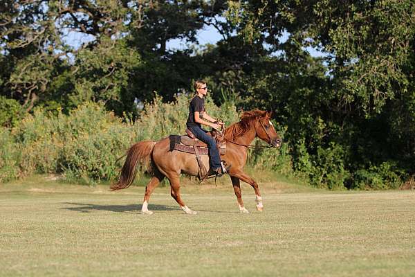 athletic-quarter-horse