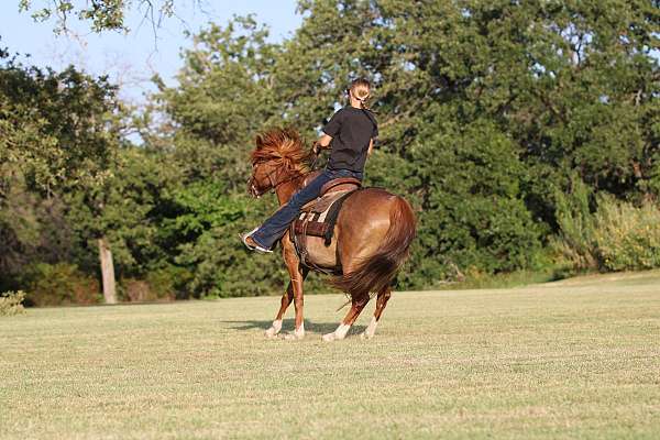 beginner-quarter-horse