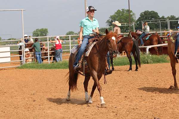 kid-safe-quarter-horse