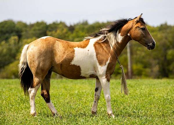 bay-roan-star-horse