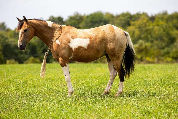 beginner-safe-quarter-horse