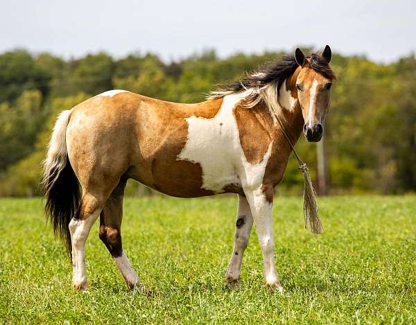 quarter-horse