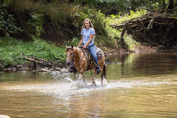 all-around-quarter-horse