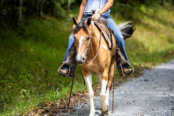 family-horse-quarter