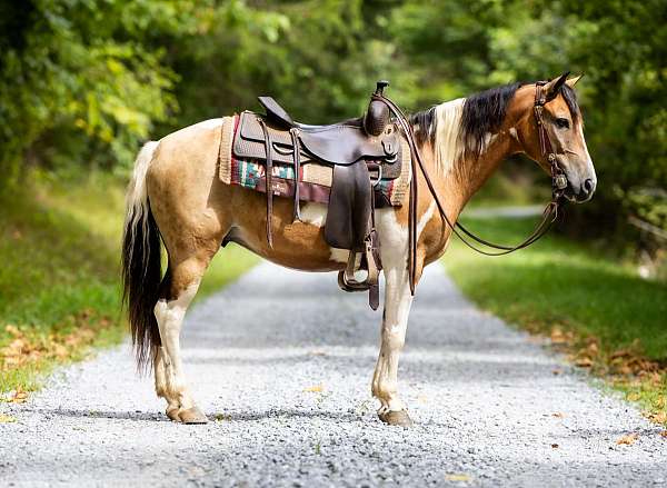 trail-quarter-horse