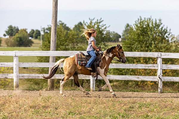 bay-quarter-horse