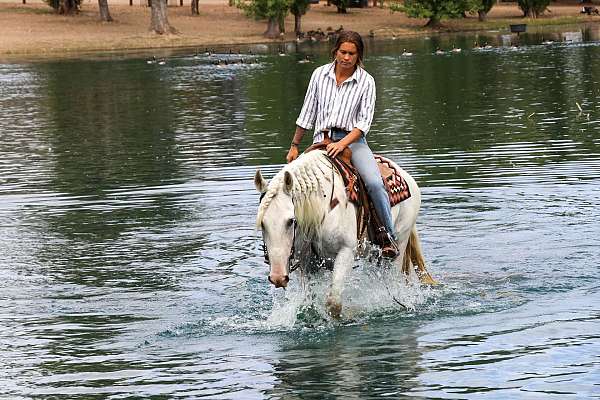 driving-andalusian-horse