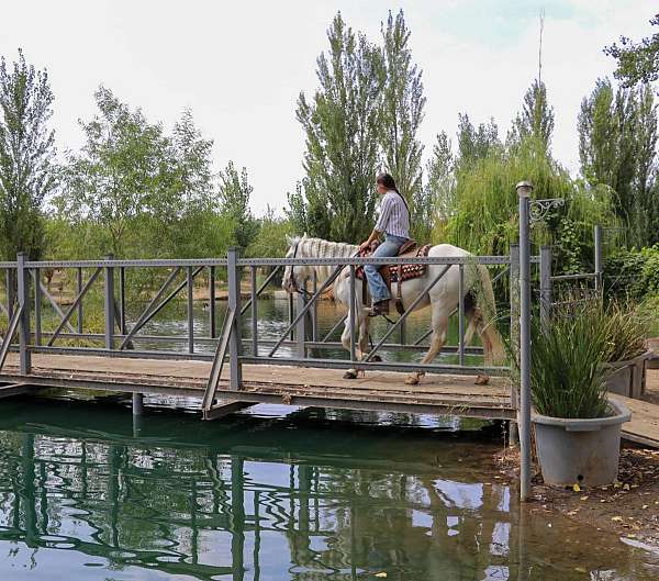 english-riding-andalusian-horse