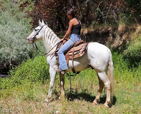 athletic-andalusian-horse