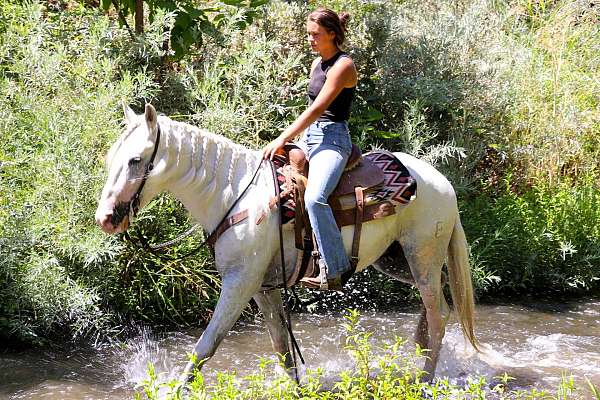 jumping-andalusian-horse