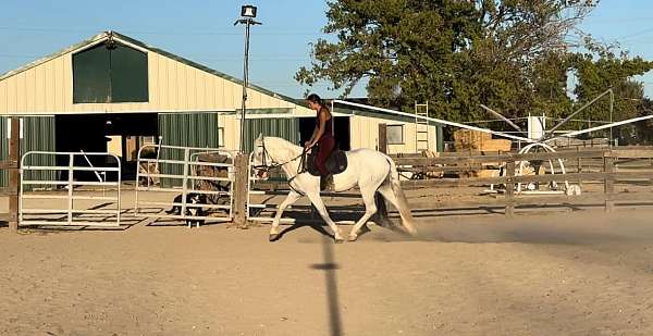 beginner-andalusian-horse