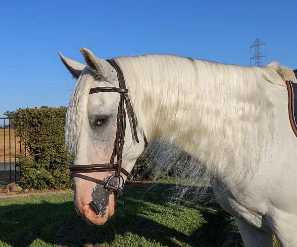 experienced-andalusian-horse