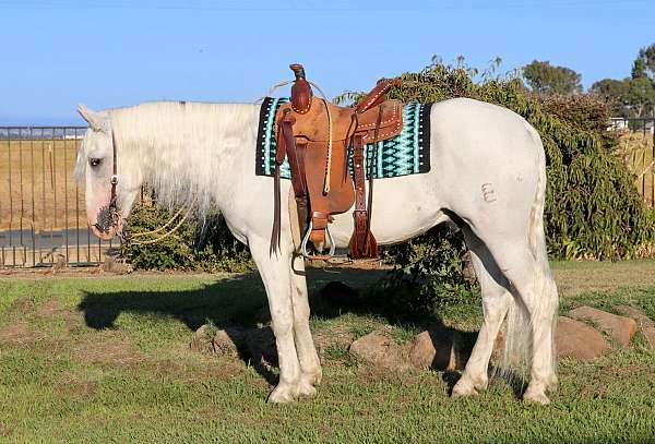 flashy-andalusian-horse