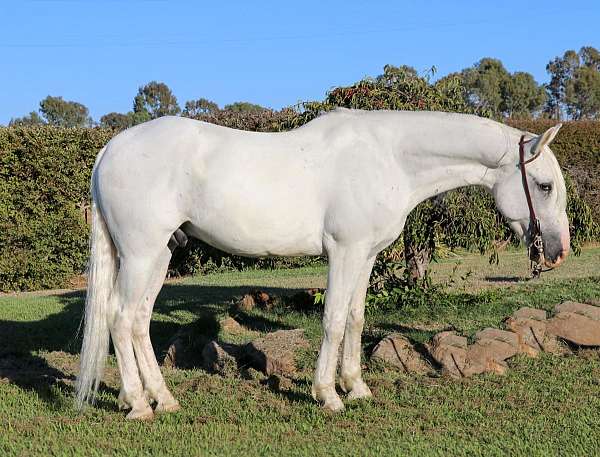 husband-safe-andalusian-horse