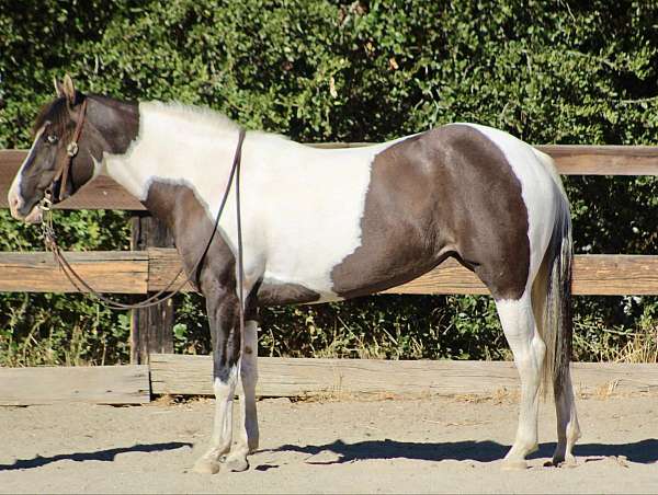 buckskin-star-horse