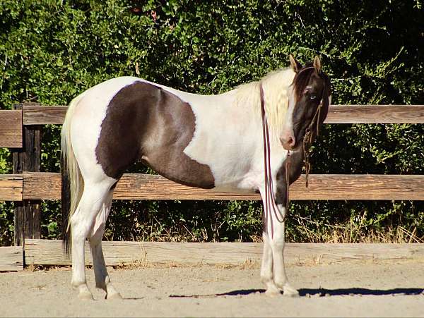 beginner-safe-quarter-horse