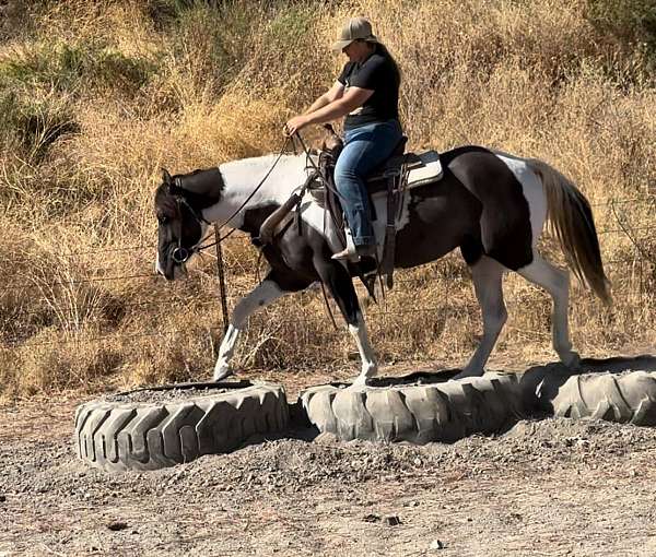 athletic-quarter-horse