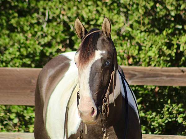 trail-quarter-horse