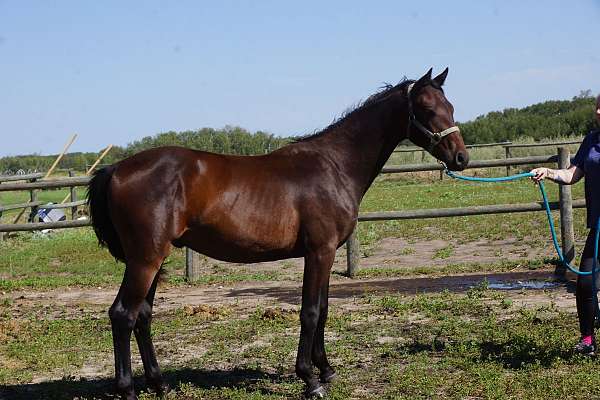 bay-warmblood-gelding