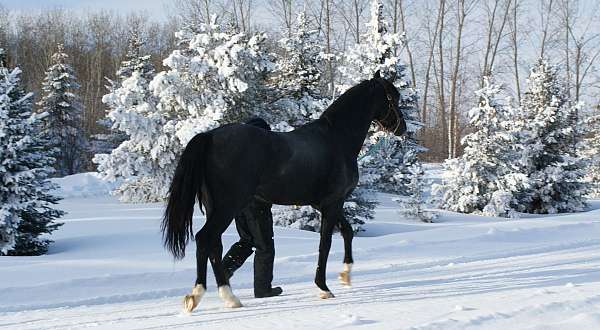 bred-mare-warmblood-horse