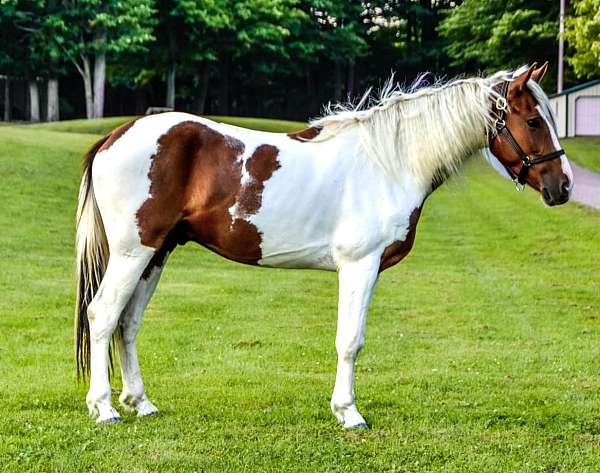 palomino-star-horse