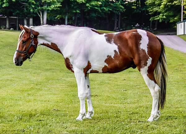 quarter-horse